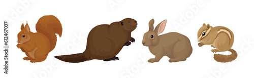 Different Rodents with Robust Bodies and Short Limbs Vector Set