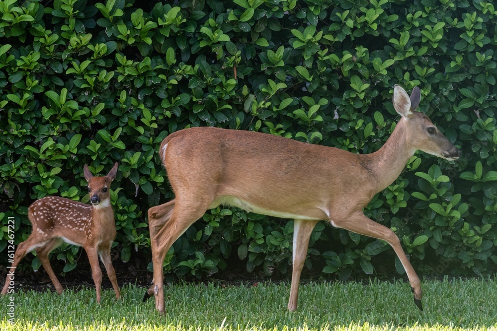 Beautiful key deer with its baby on the grass Beautiful key deer with its baby on the grass