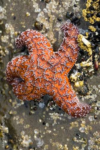 Vertical closeup of an Ochre sea star on a piece of stone out of water