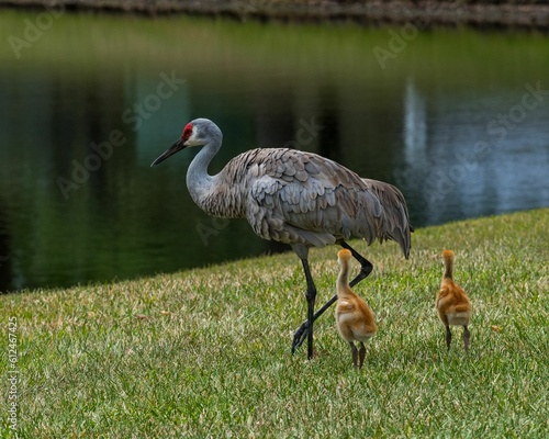 Closeup shot of a sandhill crane bird with its babies