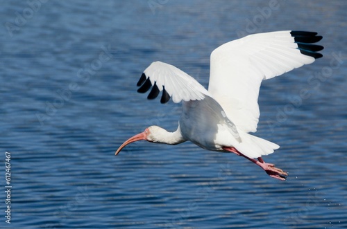 Shallow focus shot of American white ibis flying above blue lake photo