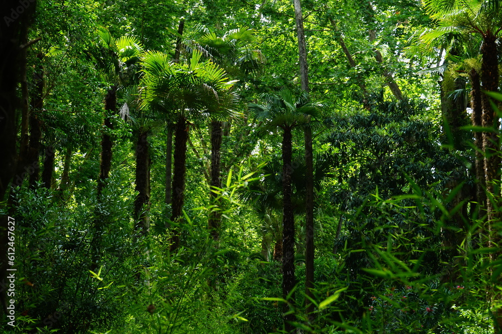 Deep tropical vegetation in a summer day Deep tropical vegetation in a summer day