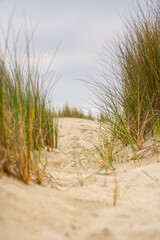 Foto auf Acrylglas Nordsee Beach view from the path sand between the dunes at Dutch coastline. Marram grass, Netherlands. The dunes or dyke at Dutch north sea coast  © Ilja