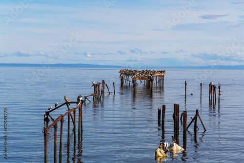 Flock of rock shags (Leucocarbo magellanicus) perched on an old pier