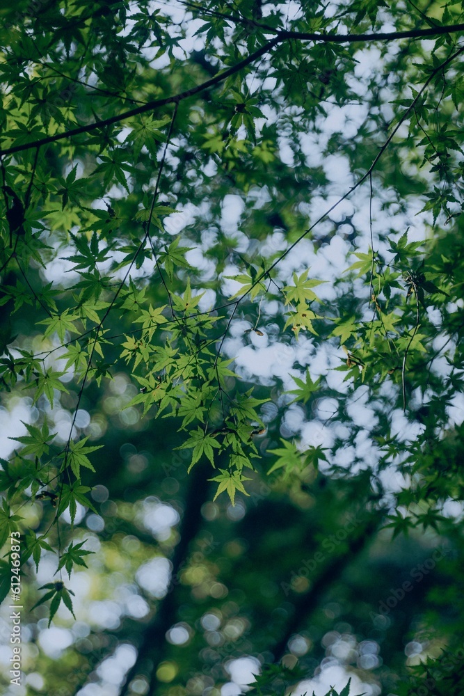 Vertical shot of the green leaves on tree branches on a sunny day with blur background Vertical shot of the green leaves on tree branches on a sunny day with blur background