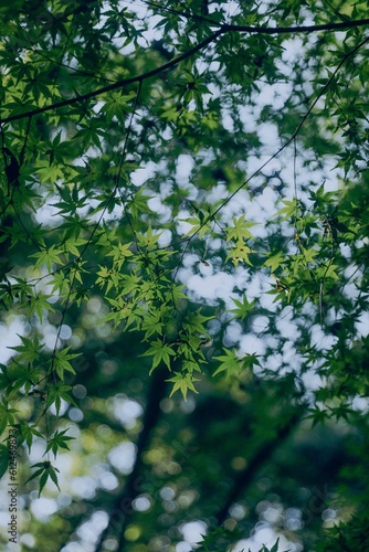 Vertical shot of the green leaves on tree branches on a sunny day with blur background