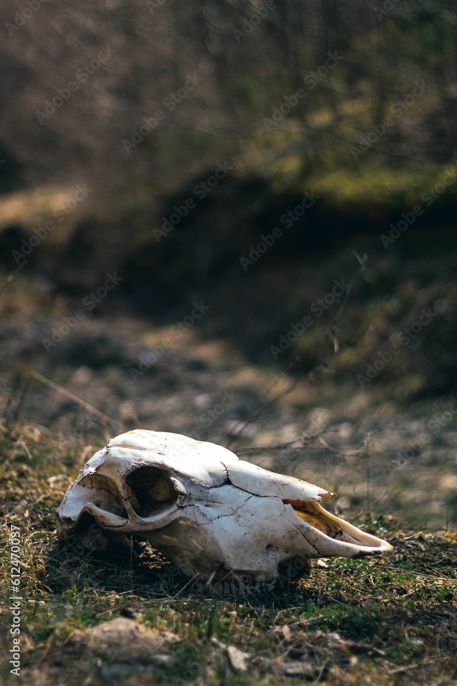 Closeup vertical shot of an animal skull on the ground on a sunny day Closeup vertical shot of an animal skull on the ground on a sunny day