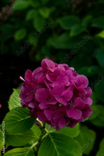 Vertical shot of a pink french hydrangea