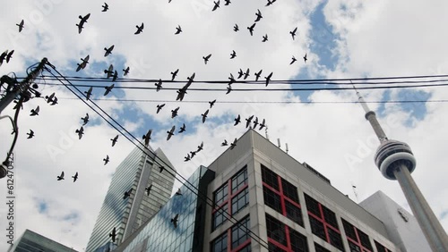 Low-angle view of birds flying by the urban city buildings under the cloudy sky