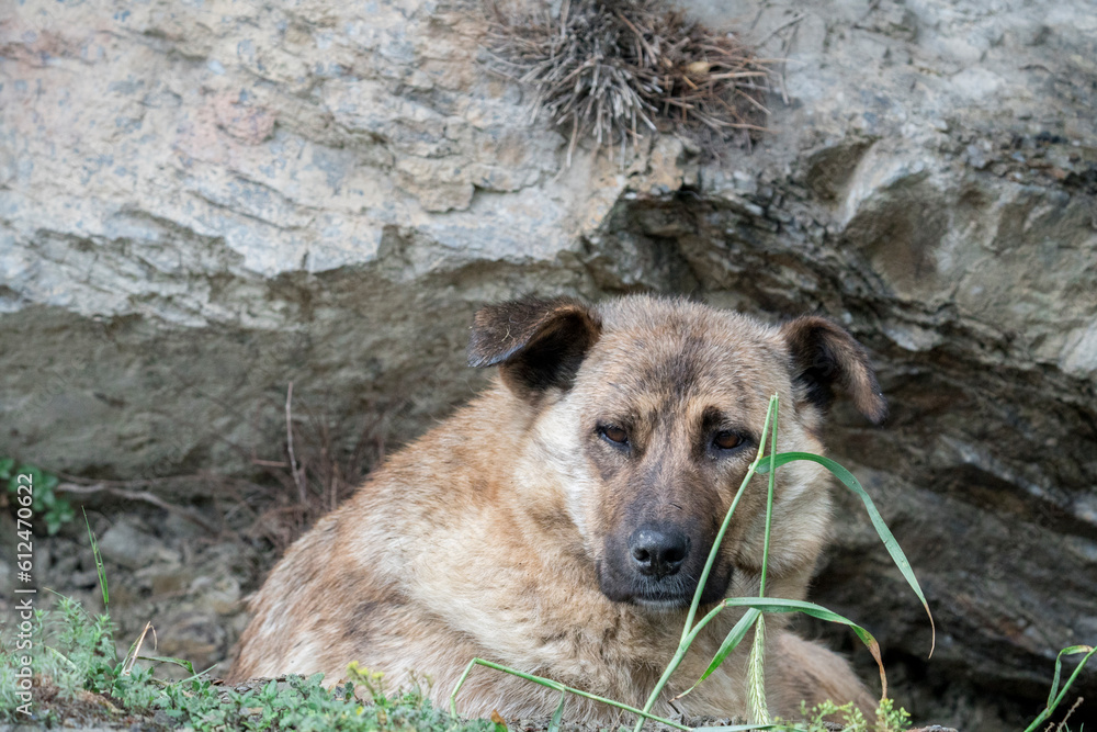 stray dog resting in a hole stray dog resting in a hole