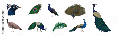 Peacock or Peafowl Bird Species with Extravagant Plumage and Tail Vector Set