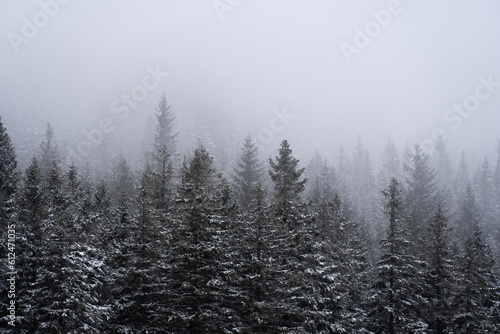 Landscape view of the snow-covered fir forest trees on a foggy day