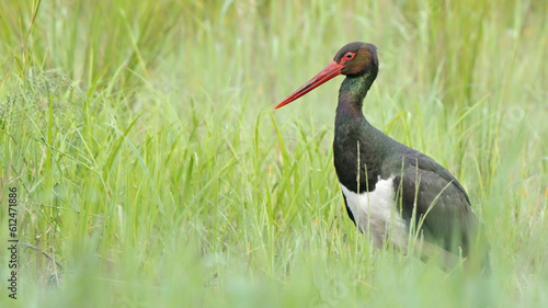 Black stork adult bird in spring marsh Ciconia nigra