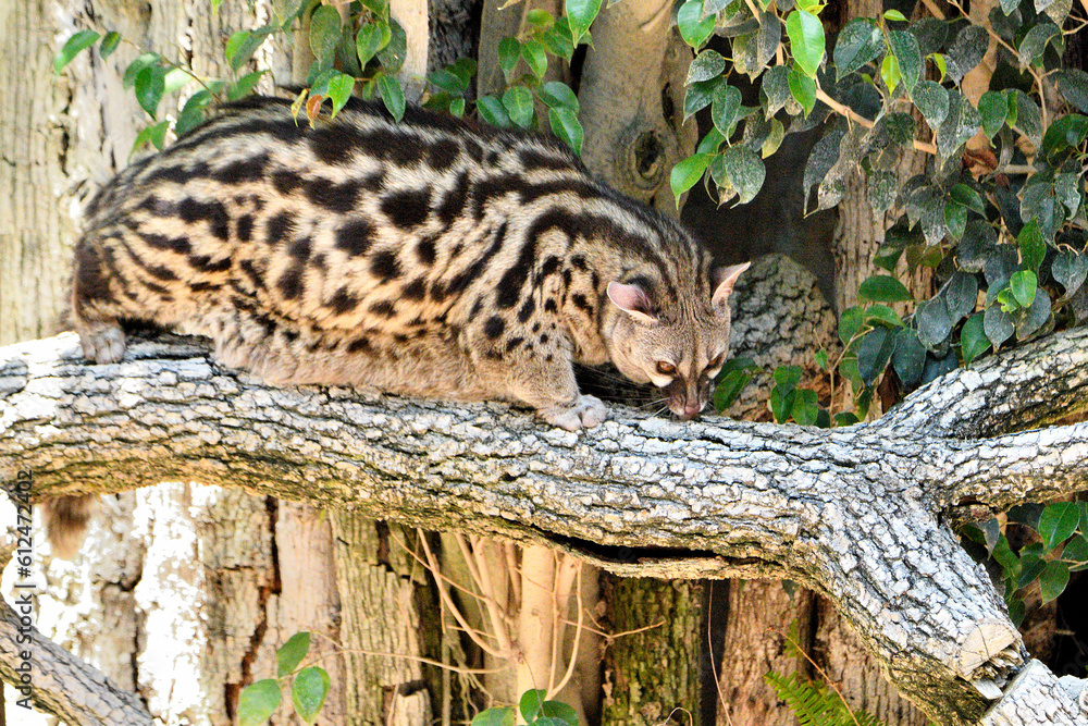 gineta, jineta o gato almizclero (Genetta genetta) gineta, jineta o gato almizclero (Genetta genetta)