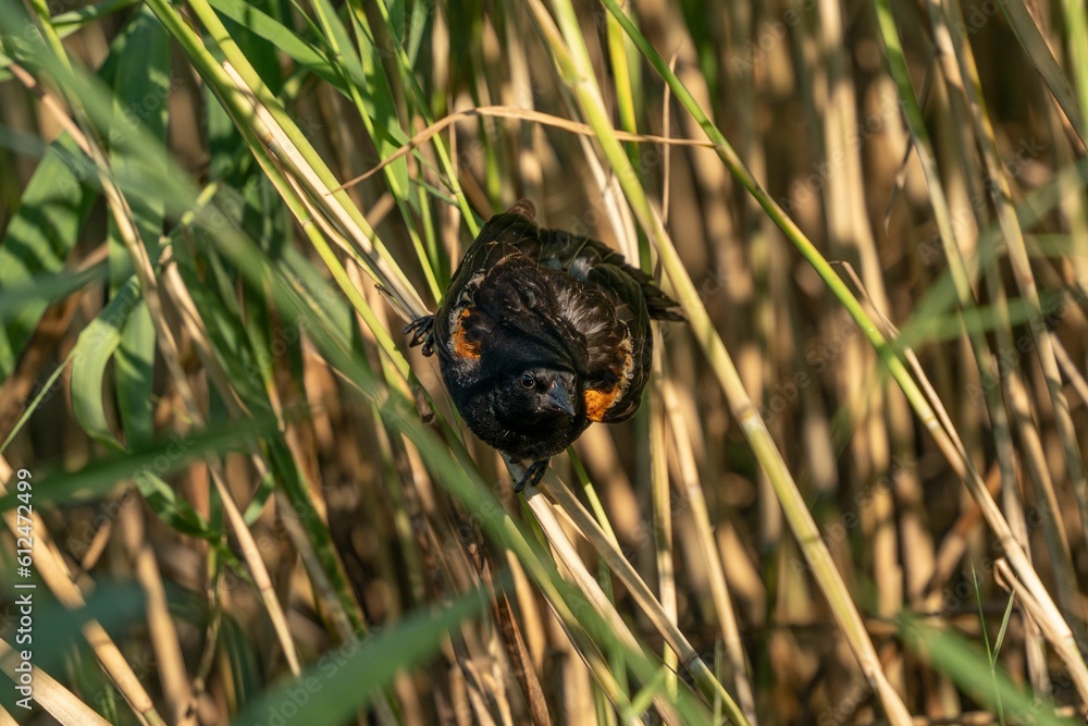 Obraz premium Beautiful shot of red-winged blackbird perched on green grass
