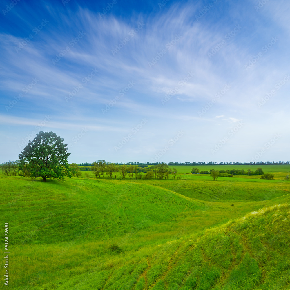 alone tree among green grass hills, summer countryside landscape