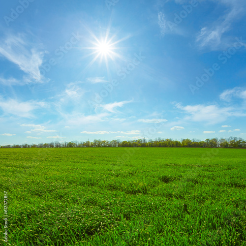 green fields at the sunny day, summer agricultural landscape