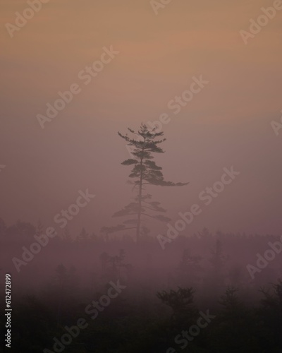 Lone tall tree in a forest during misty morning in the countryside
