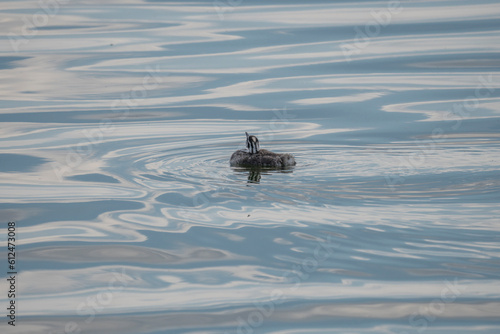 grebe cub alone in the lake