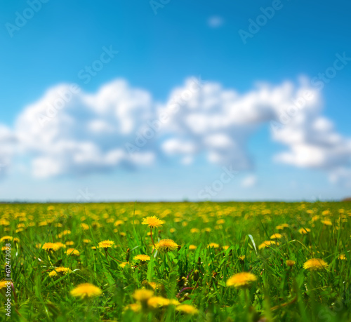 green field with yellow daldelion flowers under cloudy sky, summer natural scene
