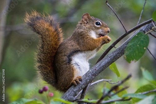 Brown squirrel perching on tree branch