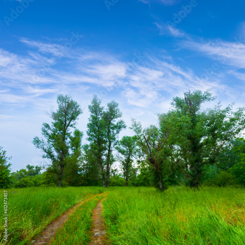 ground road among green forest glade under cloudy sky