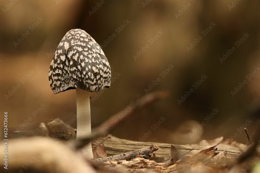 Sepia shot of Magpie inkcap fungus (Coprinopsis picacea) an inedible poisonous mushroom Sepia shot of Magpie inkcap fungus (Coprinopsis picacea) an inedible poisonous mushroom