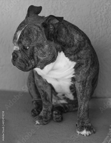 Grayscale of a french bulldog sitting on the floor and resentfully looking aside photo