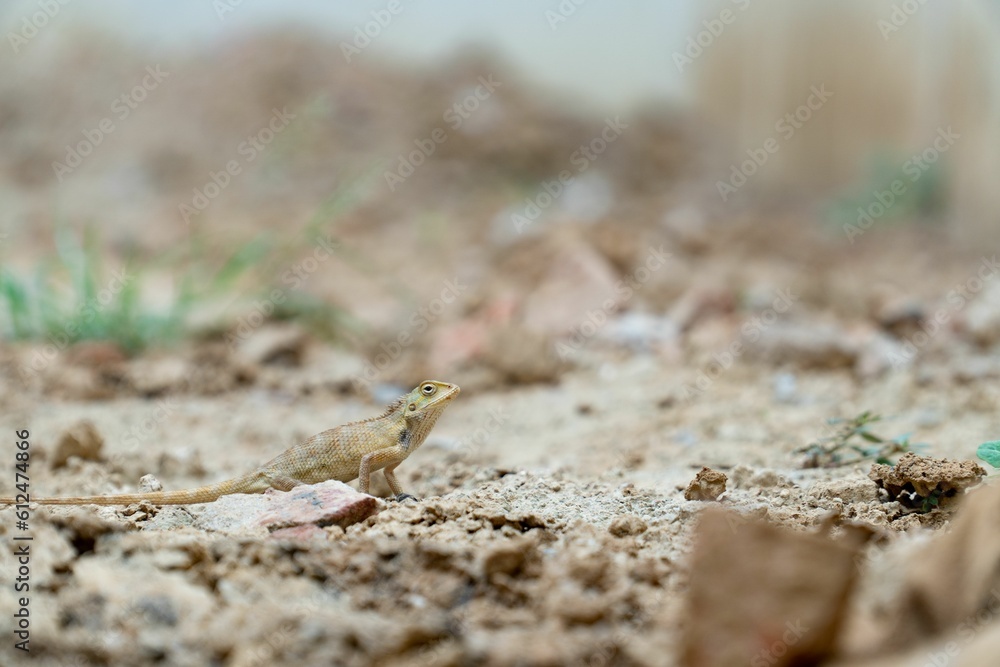 Small lizard on stones ground against blurred background