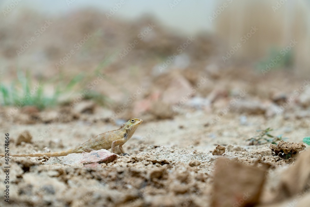 Small lizard on stones ground against blurred background Small lizard on stones ground against blurred background
