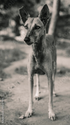 Vertical grayscale shot of a slim dog on blurred background