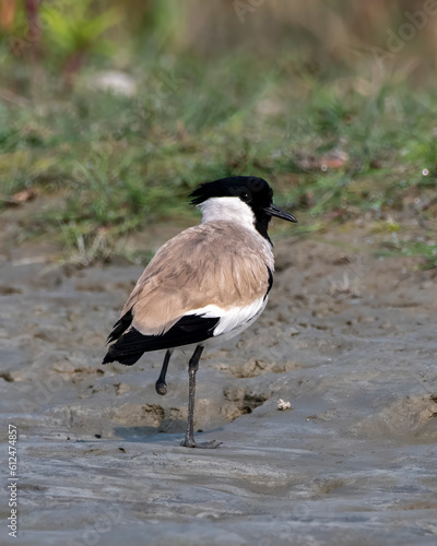 River lapwing or Vanellus duvaucelii observed in Gajoldaba in West Bengal, India photo