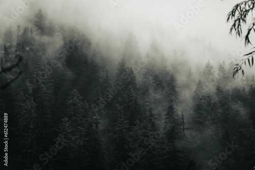 Beautiful shot of lots of trees covered by the fog