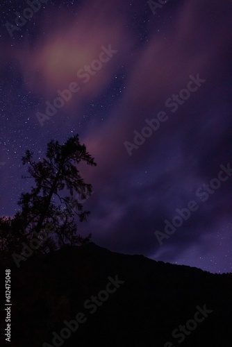 Vertical shot of the purple starry and cloudy night sky against the silhouette of a tree