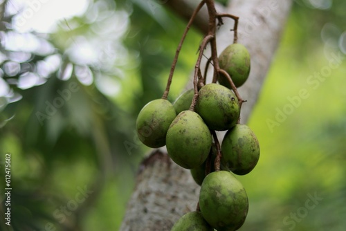 Closeup of green june plums growing on a tree