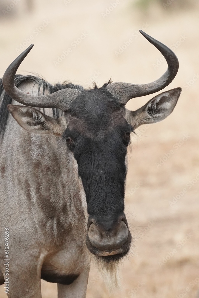 Vertical portrait of a Wildebeest looking in its natural inhabitant Vertical portrait of a Wildebeest looking in its natural inhabitant