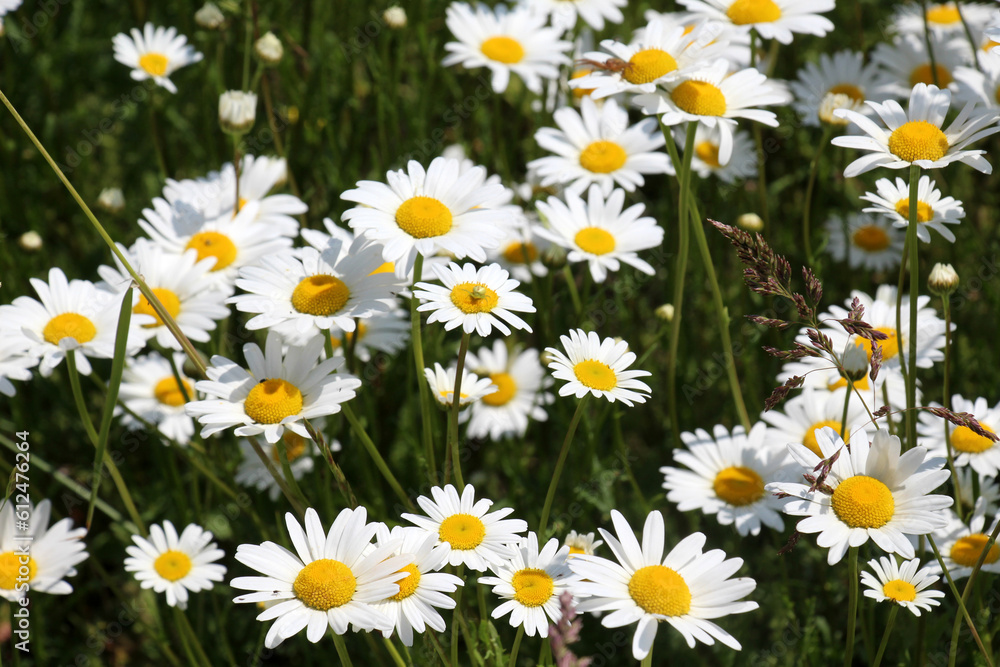 Chamomile flowers (Leucanthemum vulgare) bloom in a meadow Chamomile flowers (Leucanthemum vulgare) bloom in a meadow