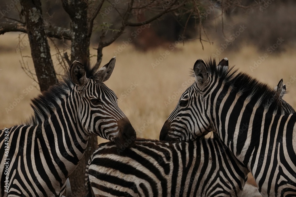 Fototapeta premium Beautiful shot of zebras in their natural inhabitant