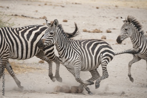 Beautiful shot of zebras on a run
