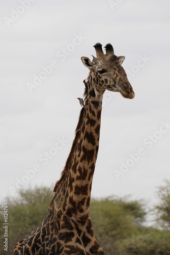 Vertical portrait of a beautiful giraffe withe a perched birds on a neck