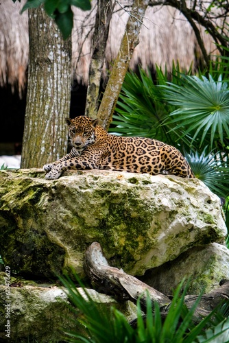 Leopard sitting on a big rock in a tropical forest