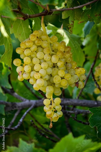 Wallpaper Mural Vertical closeup of a grape Torontodigital.ca