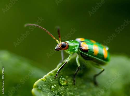 Wallpaper Mural Yellow Spotted Green Beetle Macro Close-up of a Leaf-Crawling Insect in Nature's Lush Habitat with water dropplest Torontodigital.ca