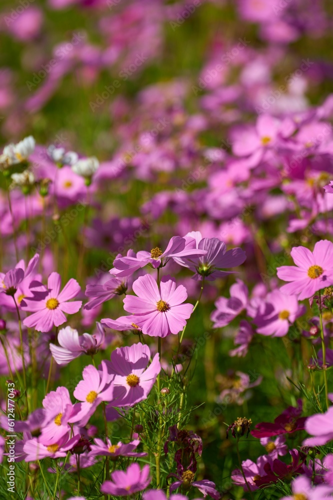 Closeup of blooming pink Cosmos flowers Closeup of blooming pink Cosmos flowers