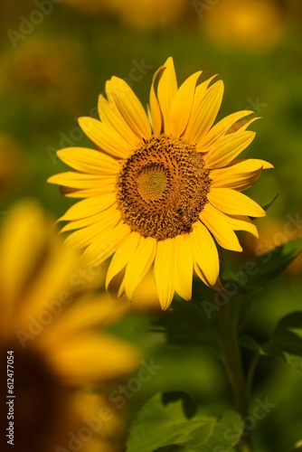 Blooming sunflower isolated in blurred background