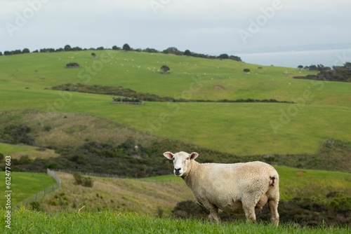 A New Zealand sheep on a hill