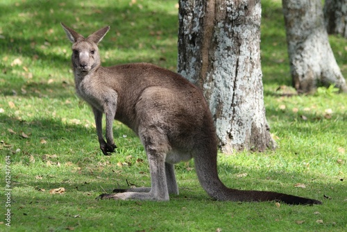 Closeup of a Kangaroo standing on a grassland in a forest park