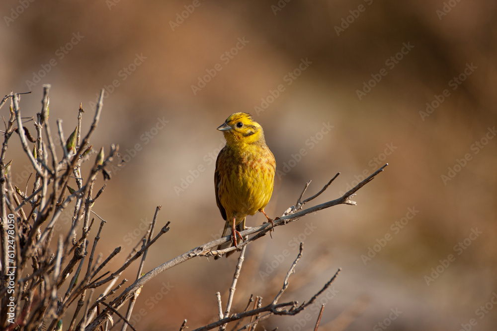 Yellowhammer (Emberiza citrinella) Zigolo giallo Yellowhammer (Emberiza citrinella) Zigolo giallo