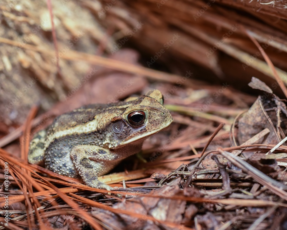 Fototapeta premium Closeup shot of a coastal Plains Toad (Incilius nebulifer) on dry grass