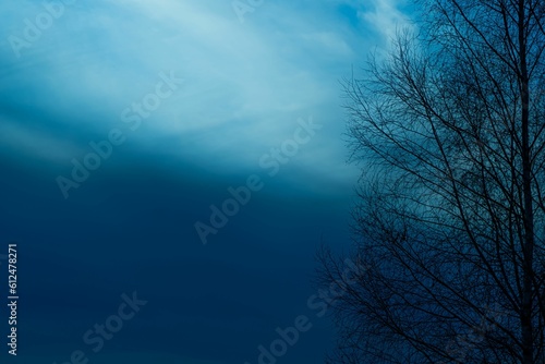 Silhouette of tree branches with a midnight blue sky background